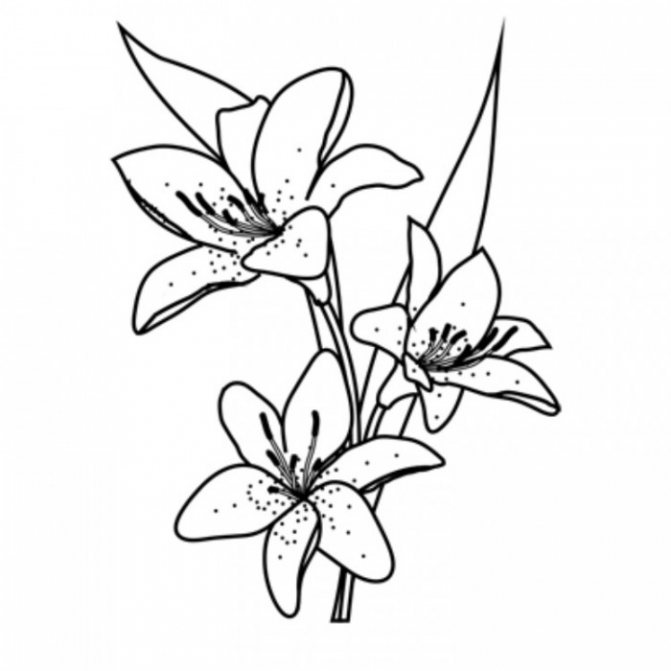 Comment dessiner un lys