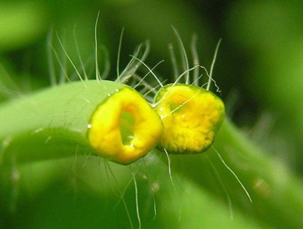 Comment enlever les tatouages, enlever les tatouages à la maison