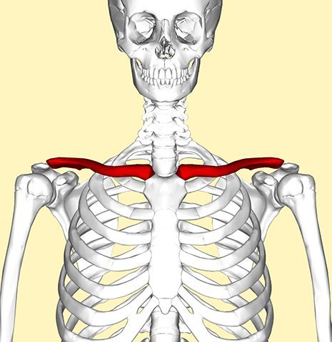 Jak vypadá klíční kost
