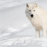 milline näeb välja polaarhunt