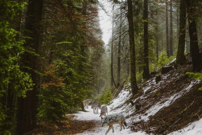 Kuvia ja valokuvia susista