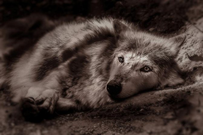 Images et photos de loups