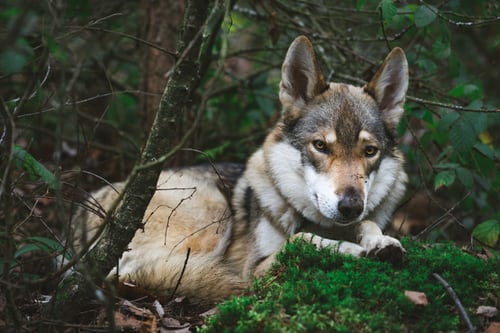 Images et photos de loups