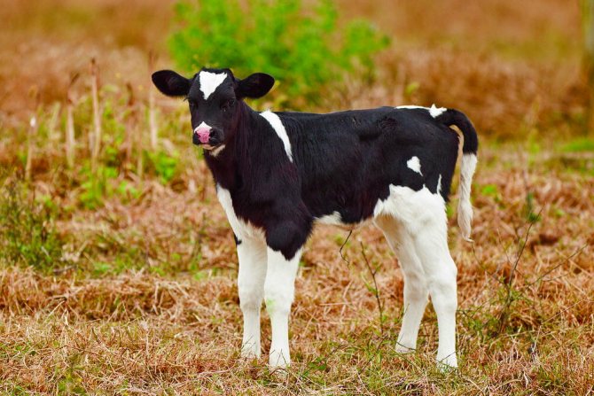 Søde kalve billeder 2021