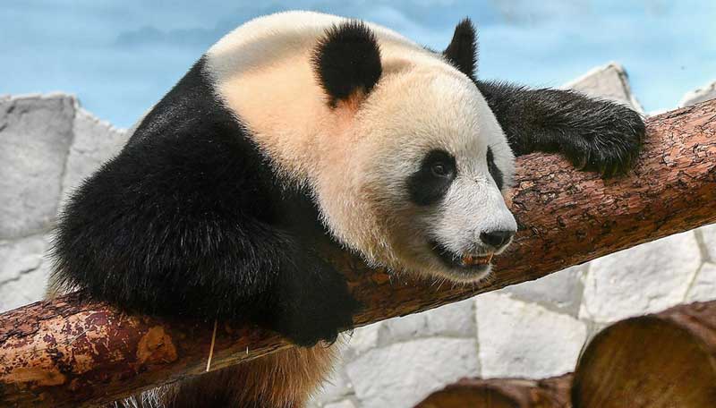 Un panda chinois au zoo de Moscou