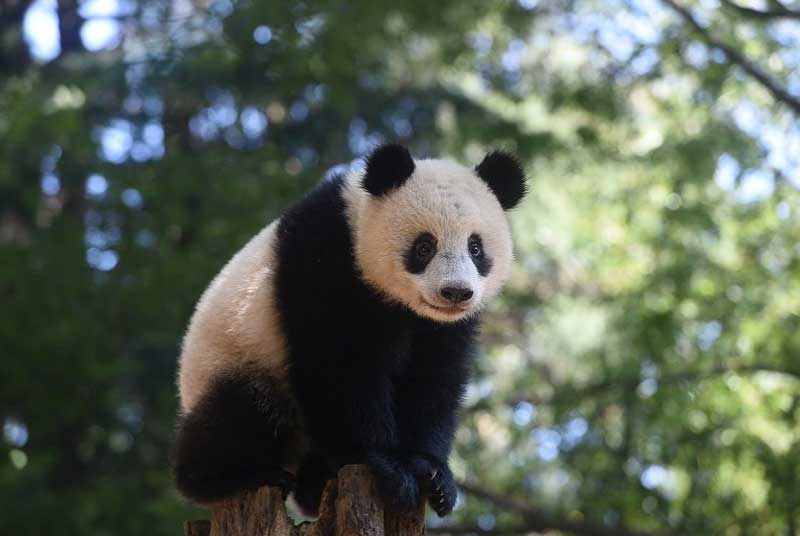 panda chinois