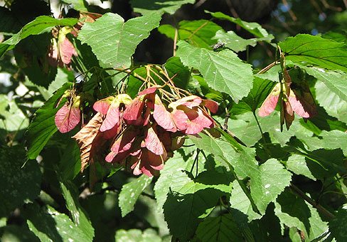 Ginnala vaher või harilik vaher