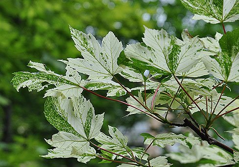 Vale vaher, Simon-Louis Fréres