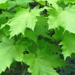 Sydänvaahtera tai sycamore-vaahtera