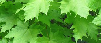 Maple or sycamore maple