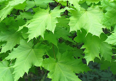 Smart maple või sycamore maple