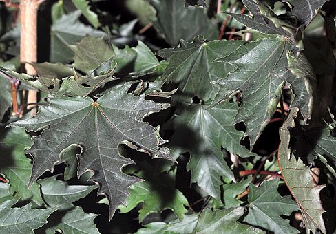 Creemson Centrie vaher