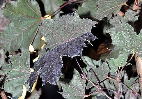 Kuninglik punane vaher vaher