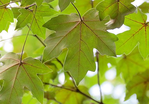 Põld- või harilik vaher