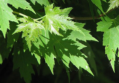 Hõbe- või suhkruvaher