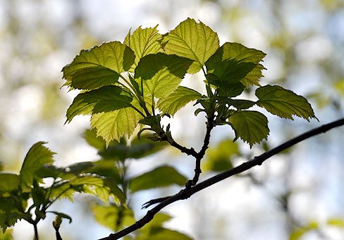 tatari vaher, vaher-sükamoor vaher