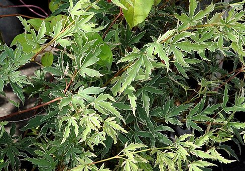 Butte Maple fan maple