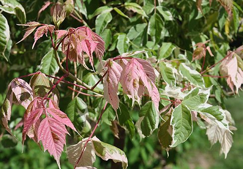 Õunakartul Flamingo