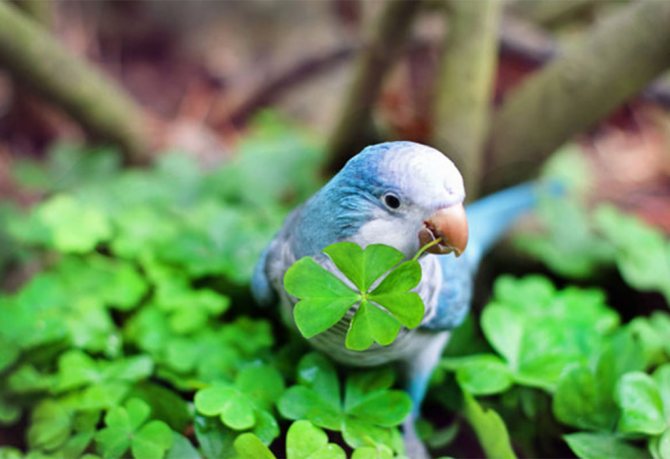 Trèfle dans le bec d'un oiseau