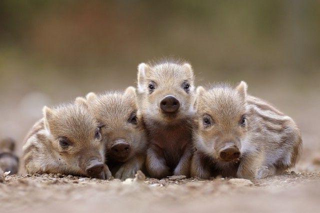 défenses de sanglier