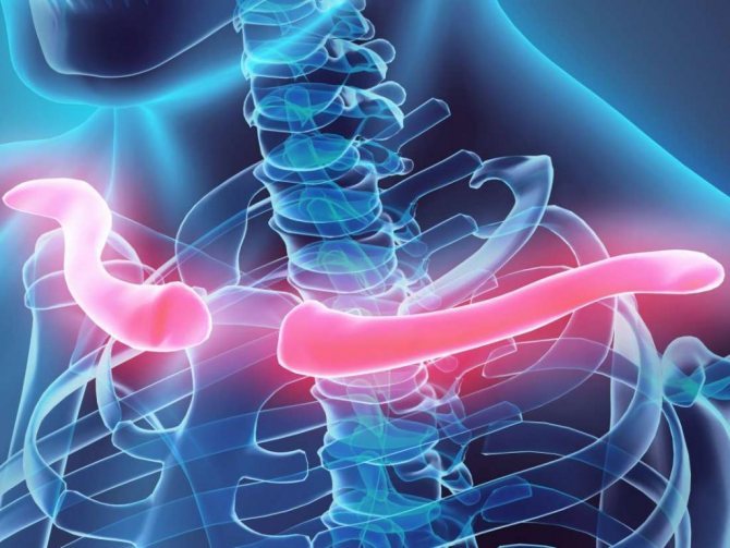 lidská klíční kost