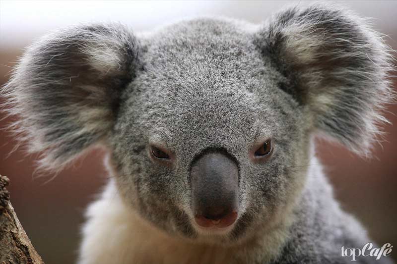 Koala