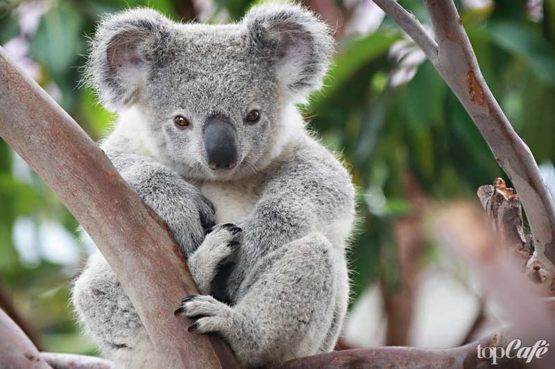 Koala