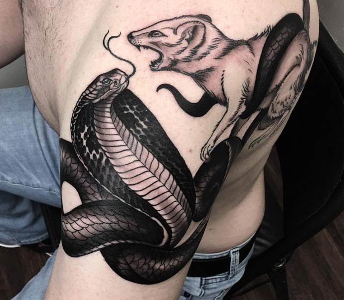 un cobra étrangle une souris