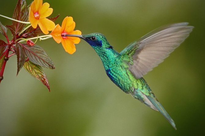 symbole du colibri