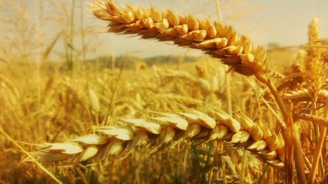 小麦の穂 - 構造、植物学的説明と特殊性