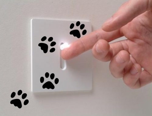 Γατοπατούσες