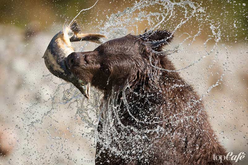 Kauniita karhukuvia: ruskeakarhu