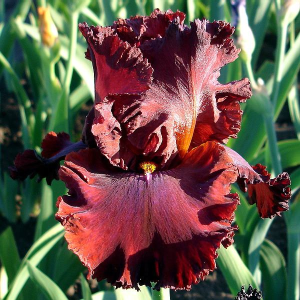 červenofialová (600x600, 86Kb)