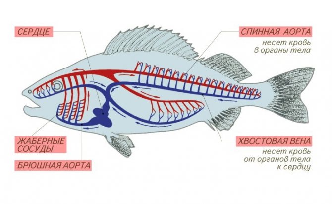 Sistema circulatorio de los peces