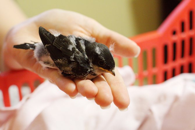 fotos de aves golondrinas