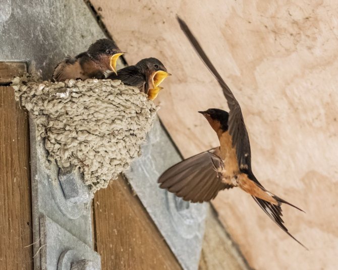 Libro de datos de la golondrina roja
