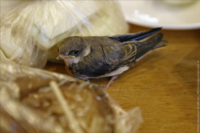 tamaño de la golondrina