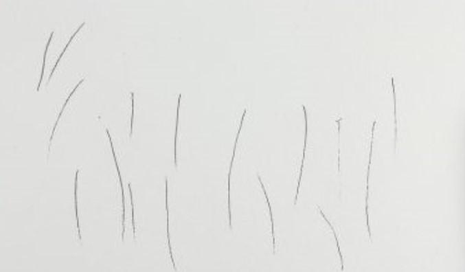 lavande facile à dessiner