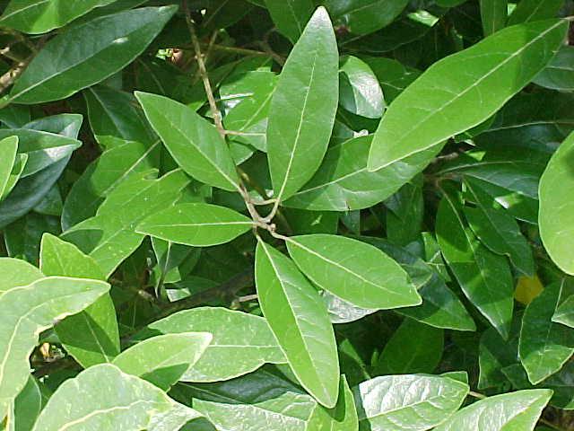 symbol vavřínového věnce