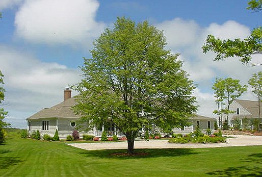 linden (514x347, 101Kb)