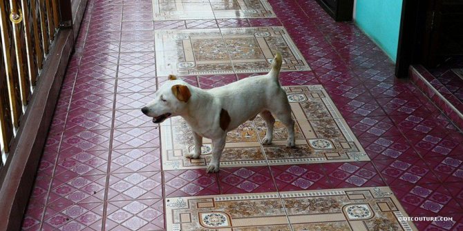 Le chien préféré d'Ajaan Koba. Ayutthaya, Thaïlande.