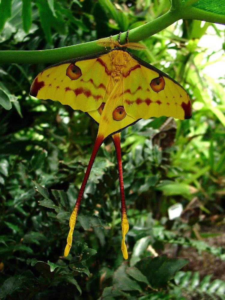 comète de madagascar