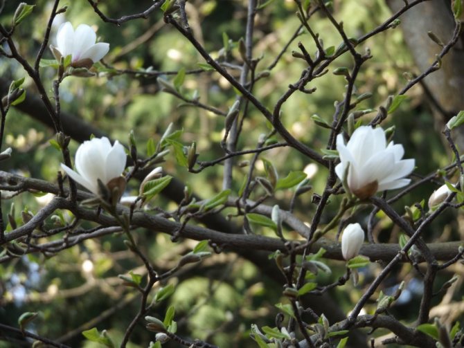 Magnolie in PGAA