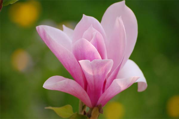Magnolia - il fiore della purezza e del fascino