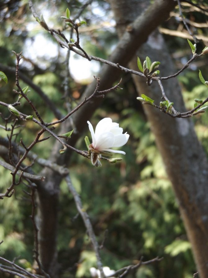 Magnolia in PGAA