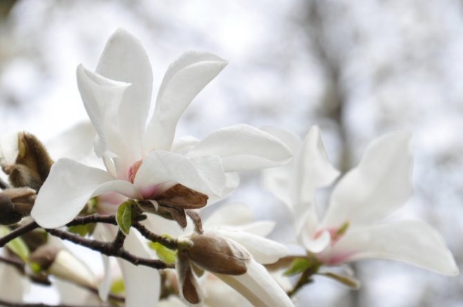 Magnolia