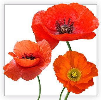 máky (344x340, 92Kb)