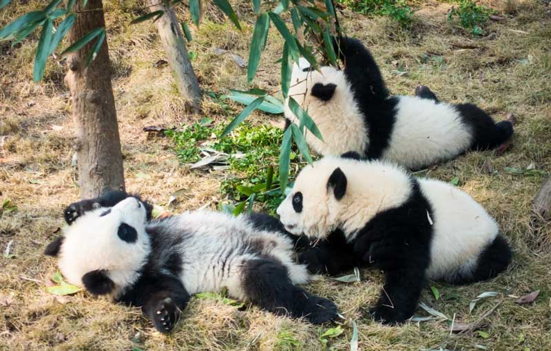 Petits Pandas