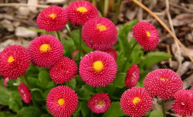 marguerite (638x388, 474Kb)