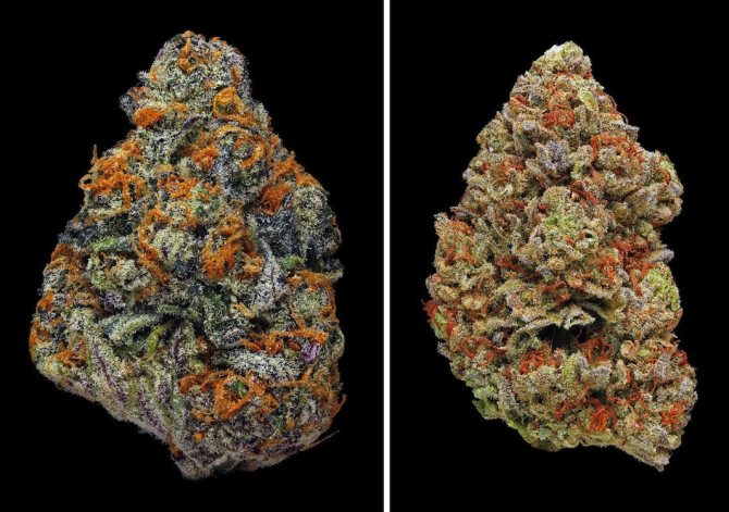 La marijuana en macrophotographie par Eric Christiansen